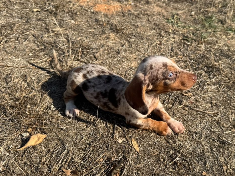 Teckel Miniatura  Piebald/Arlequim Isabela