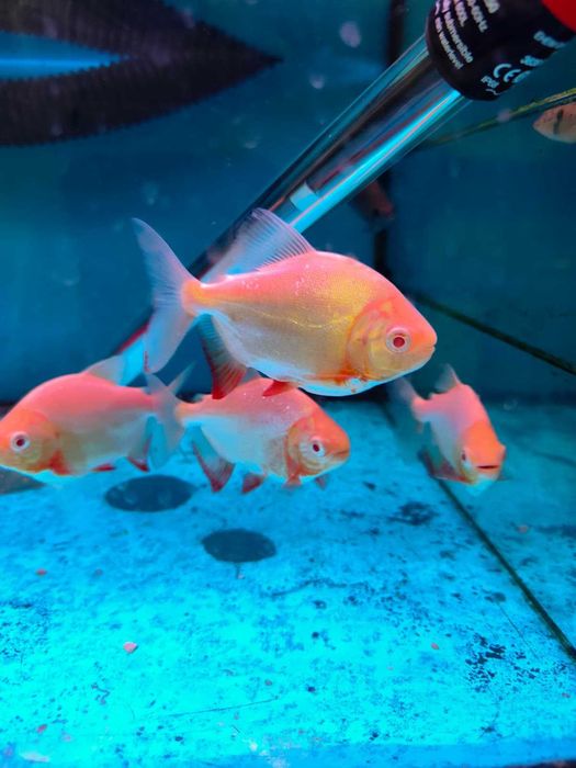 Pacu\Colossoma brachypomum ALBINO 8-12cm