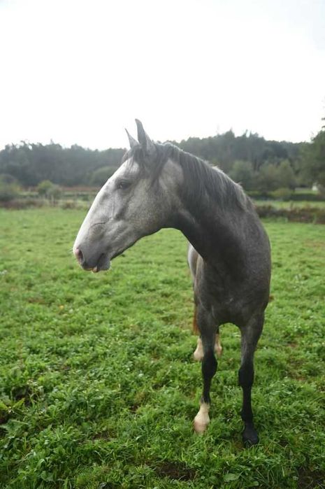 Cavalos lusitanos a venda