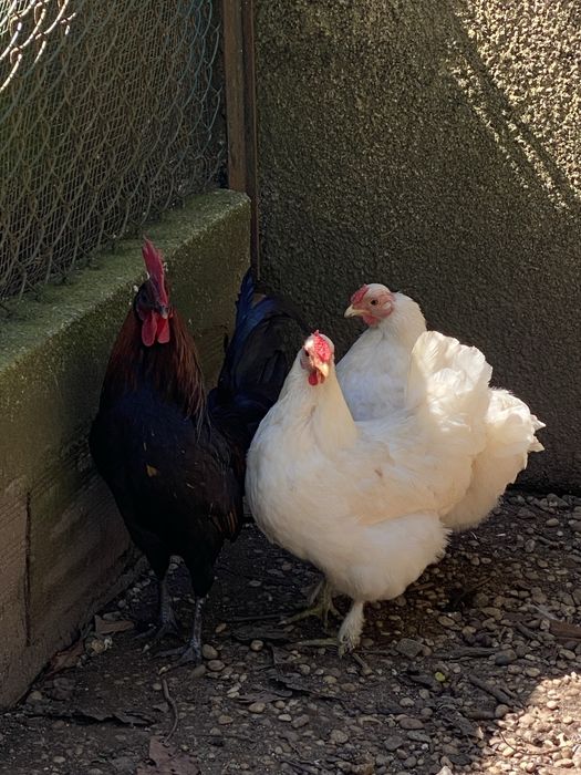 Garnizos brancos e pretos