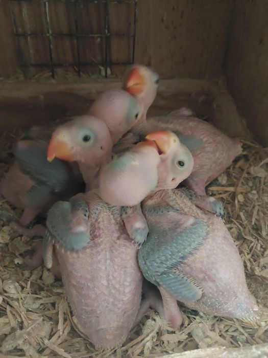 Ring necks violeta para criar a mão