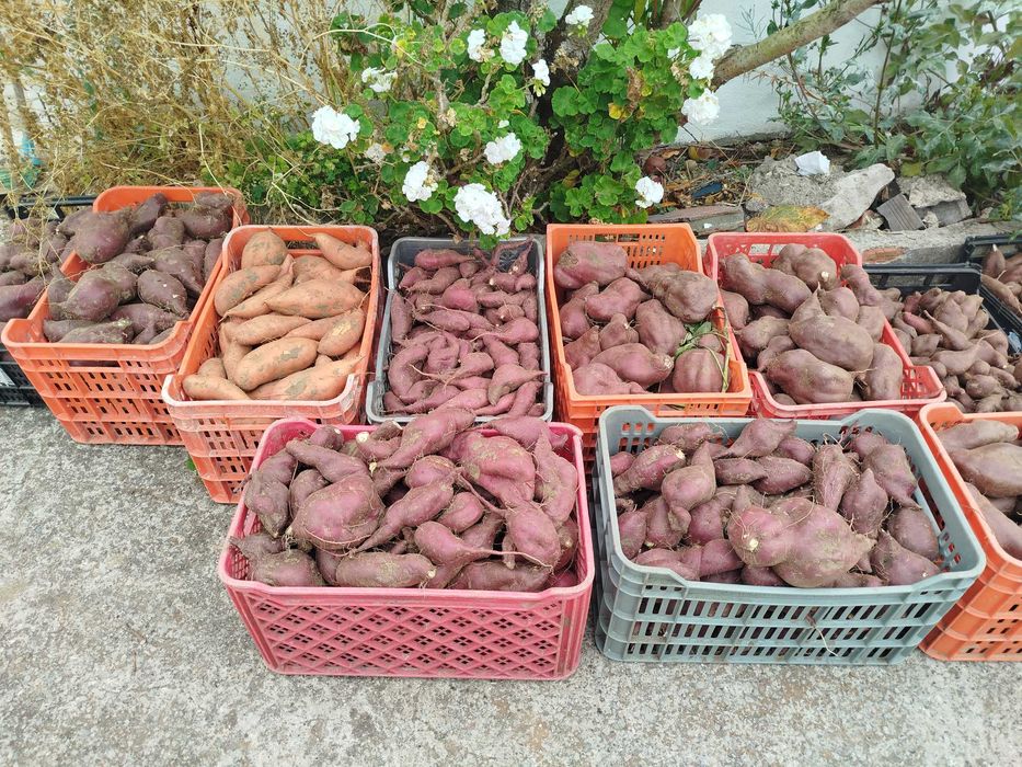 Batatas doces polpa amarela