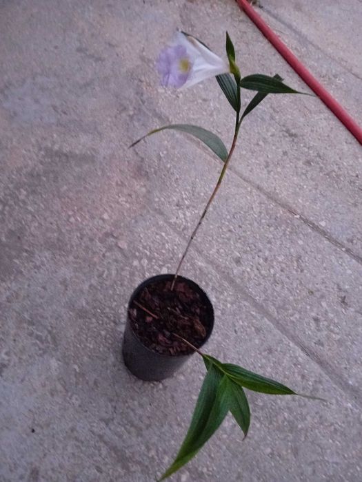 Vaso com Orquídea