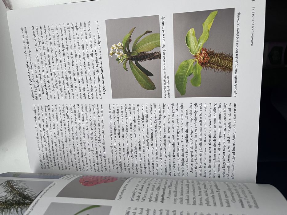 Велика нова книжка про сукуленти англійською