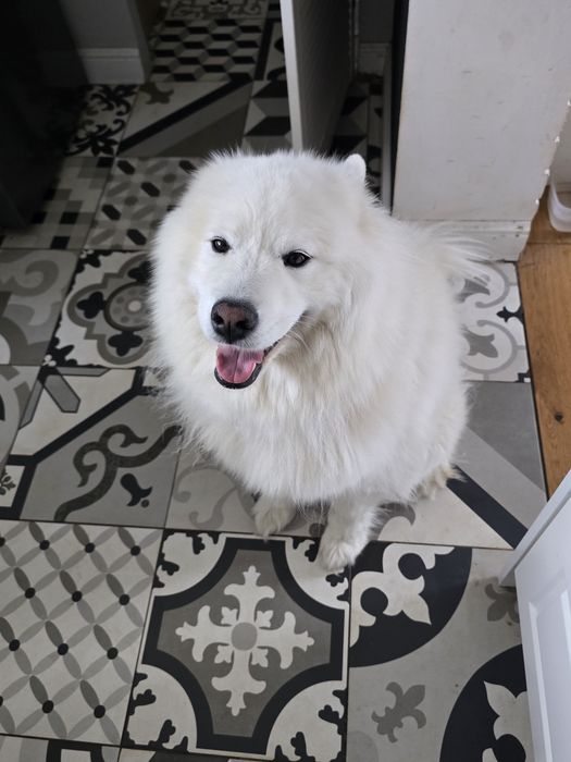 zaginął pies rasy samoyed   Mia