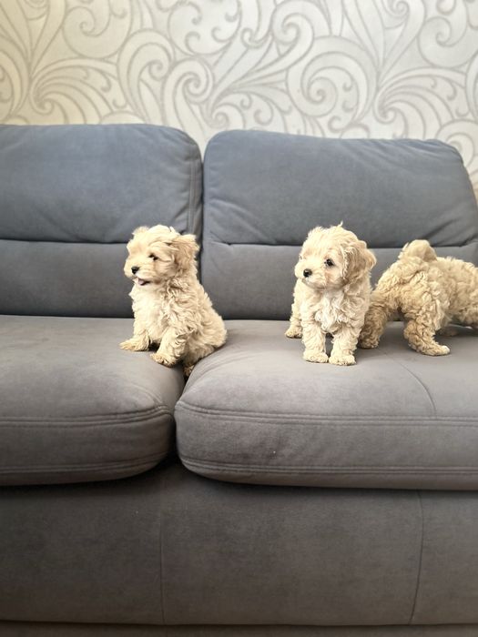 Мальтипу f1.