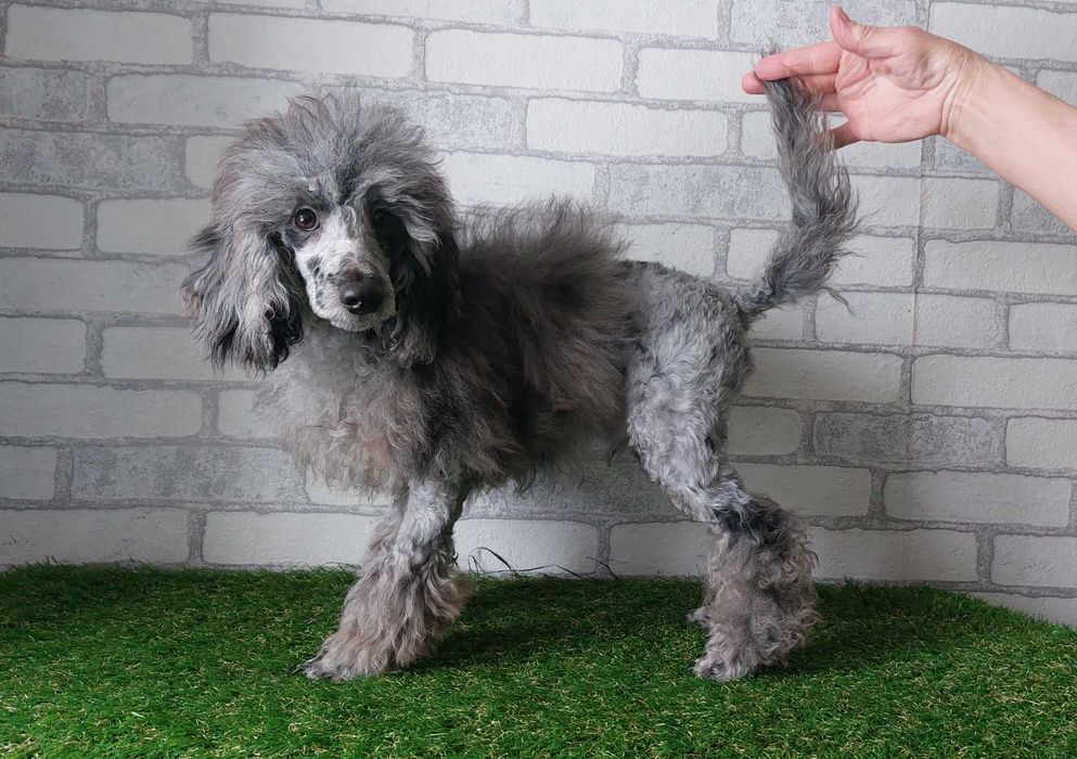 Пудель мраморный МЕРЛЕ мальчик