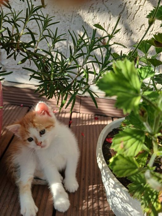 котики у добрі руки
