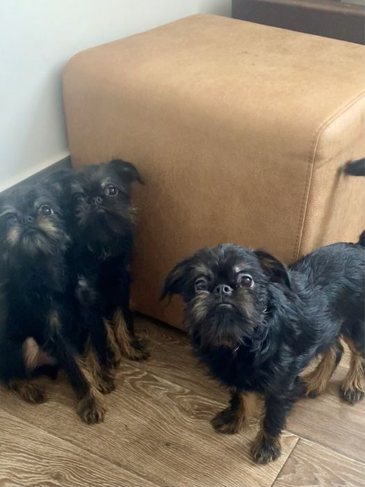 Гриффон бельгійський