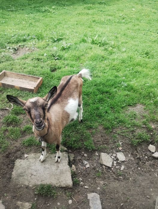Sprzedam kozę z mlekiem