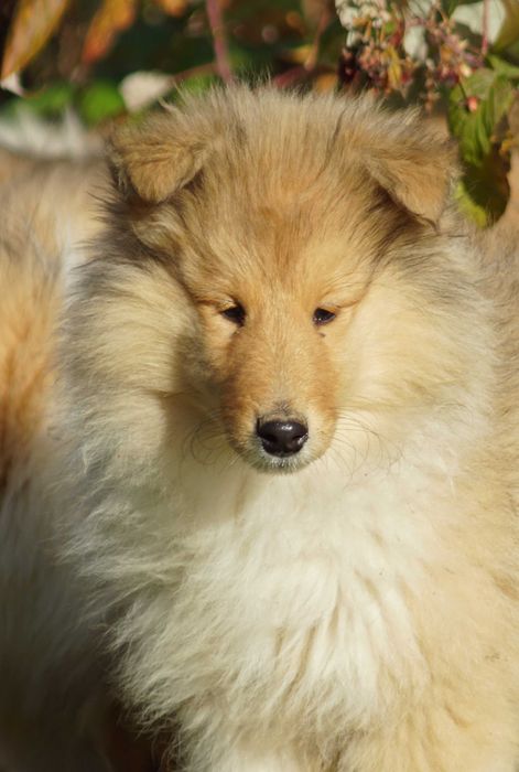 Owczarek Szkocki Collie Szczeniak Piesek