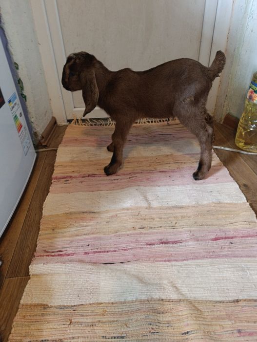 Продам англонубійських козенят