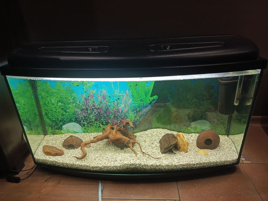 Akwarium panoramiczne