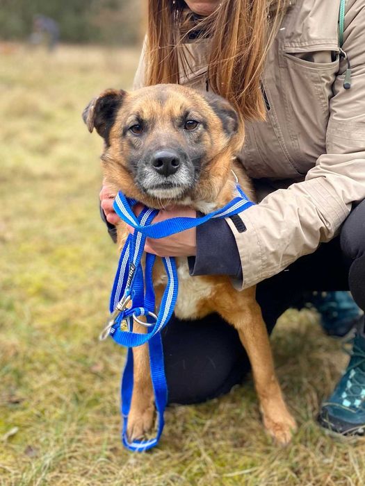 Grzeczny,  kochany Hiacynt czeka w schronisku!