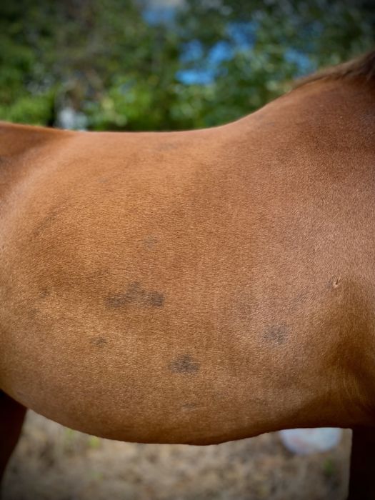 ‼️ Cavalo Lusitano Exclusivo ‼️