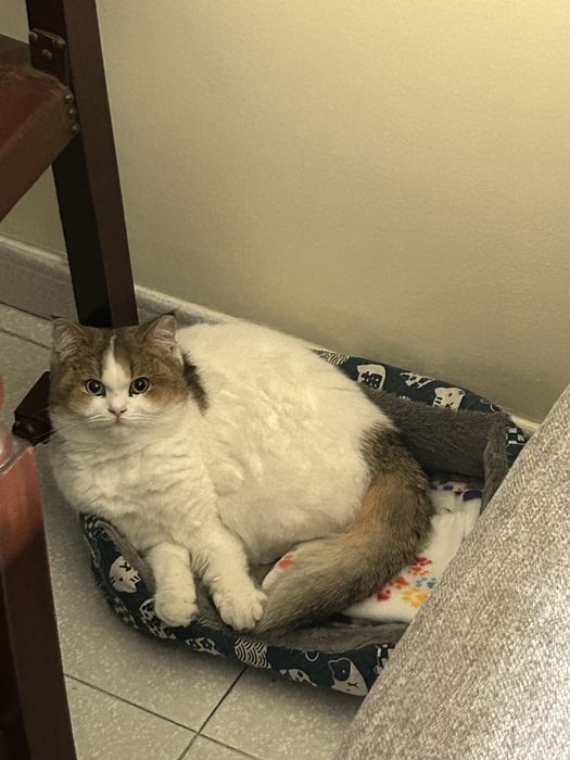 Menino British Shorthair