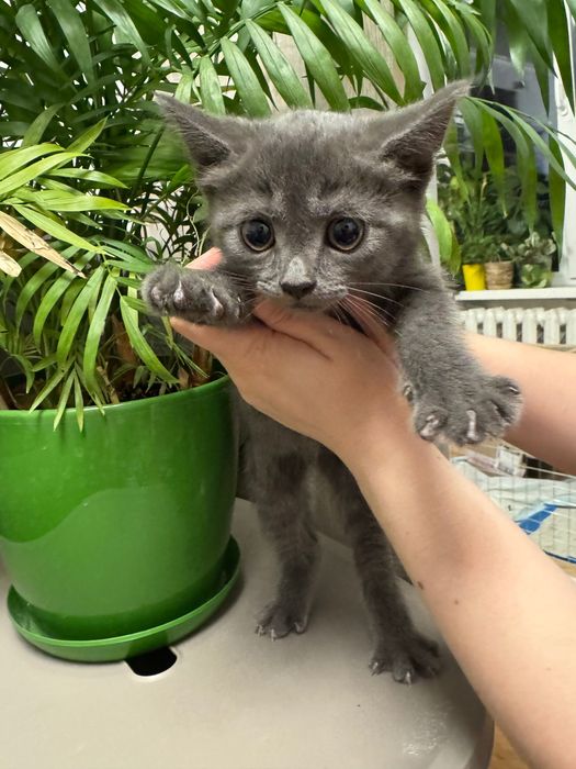 Кошеня, киця, кішка, дівчинка, 2 місяці
