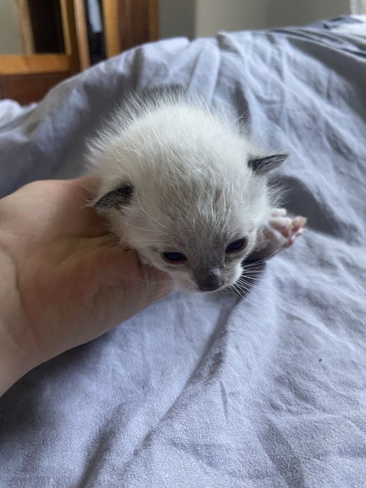 5 Gatinhos à Procura de um Lar Amoroso