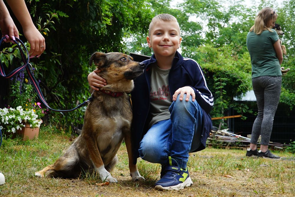 Szczerbi - niewielki pies szuka domu