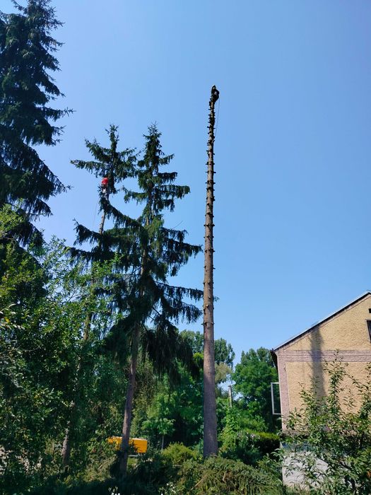 Wycinka drzew problematycznych