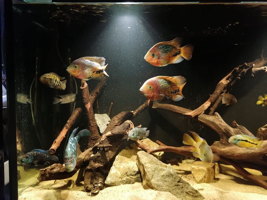 Akwarium - zestaw 2 akwari