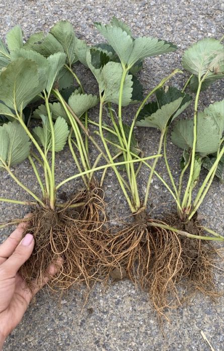 Sadzonki truskawek od wczesnych do późnych. Wysyłka