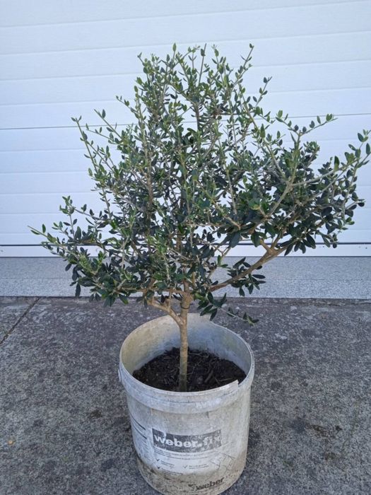 Vendo oliveiras bonitas para jardim ou em vaso grande