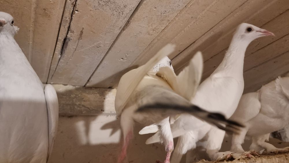 Bociany gołębie ozdobne