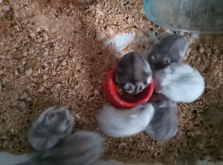 Хомячки Кременчуг