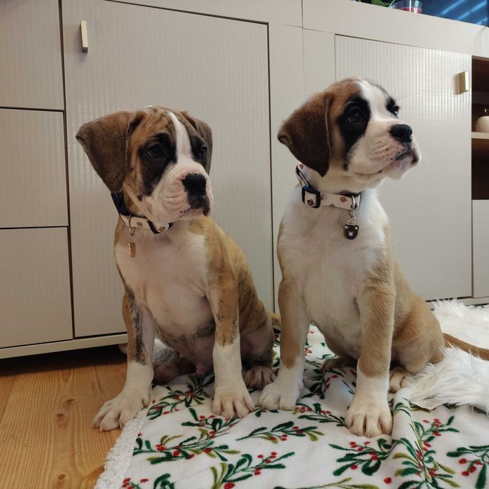 Bokser gotowe do odbioru