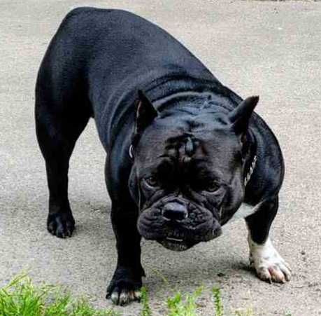 Атлетичний хлопчик Американського Буллі у пошуках нової сімї