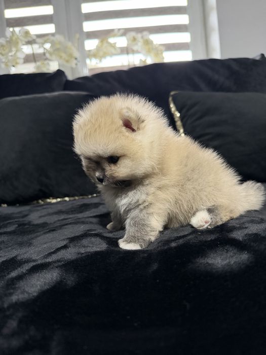 Pomeranian szpic miniaturowy