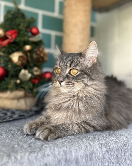 Пухнаста сибірська кішка 7-8 місяців