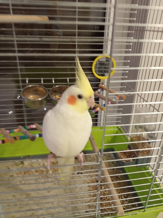 Zaginęła papuga Nimfa! 23.08 Gliwice