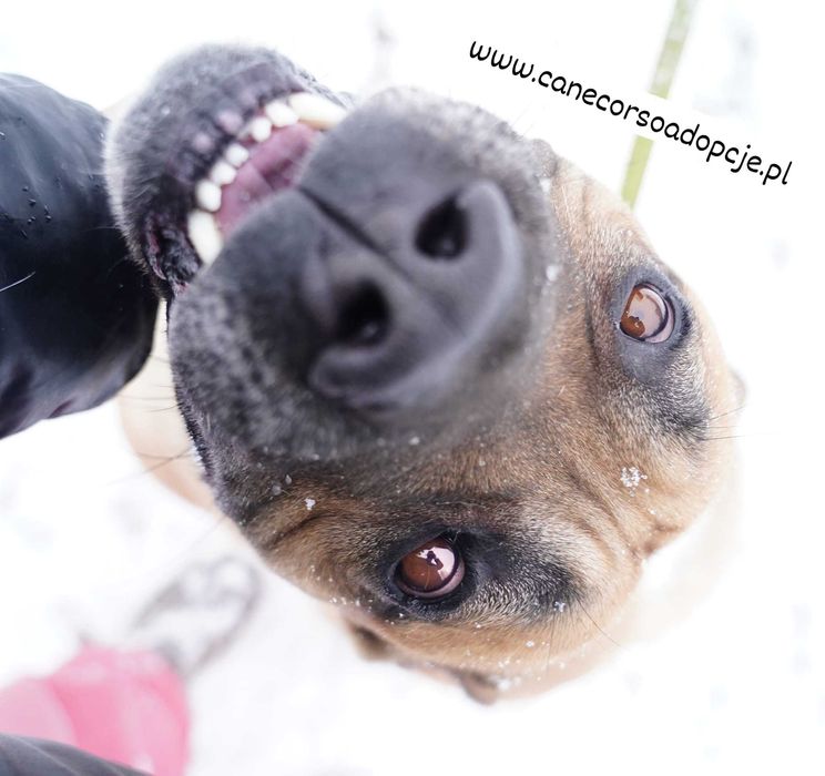 Ben mix molosa i prawdopodobnie labradora.