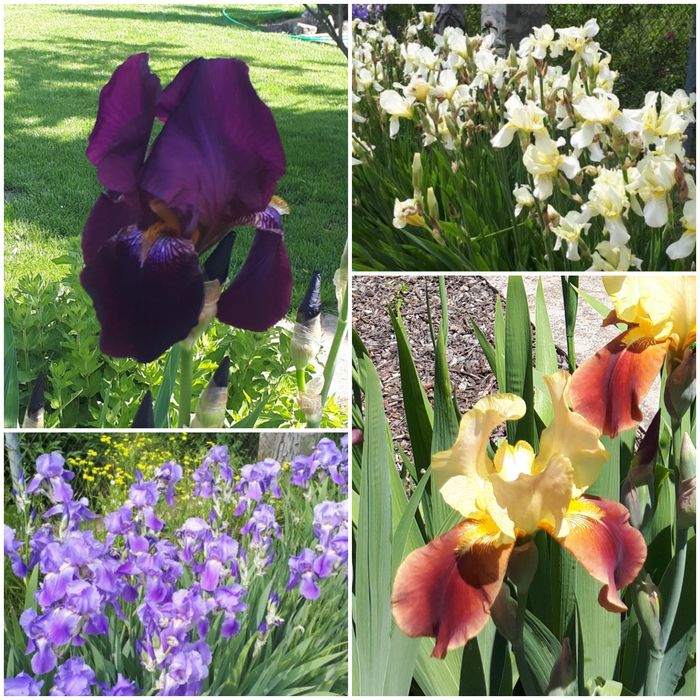 Ирисы крупные, разных цветов