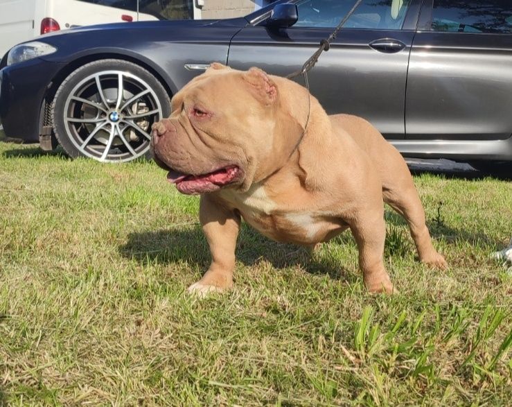 American bully pocket !