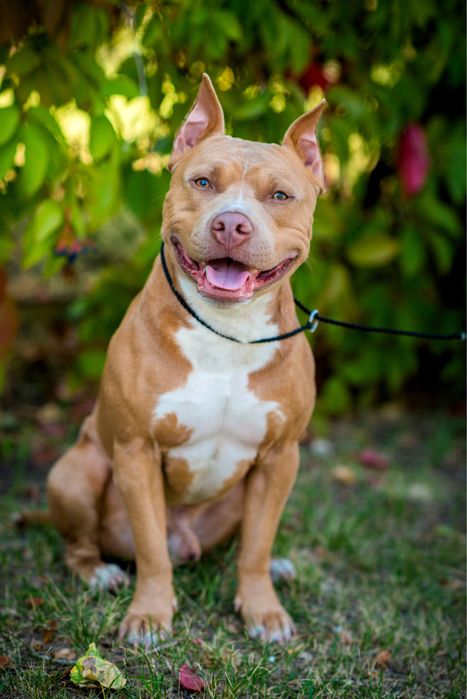 Вязка.Кривой рог.Питбуль.Есть ген.тесты.