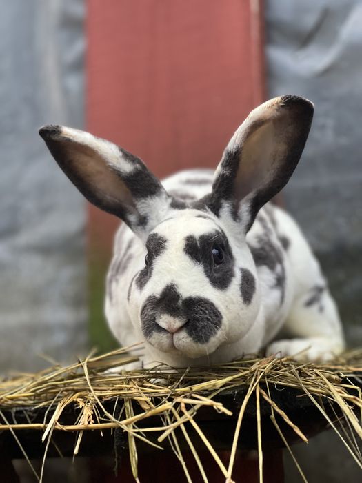 Samiec rex reks dalmatyński niebieski