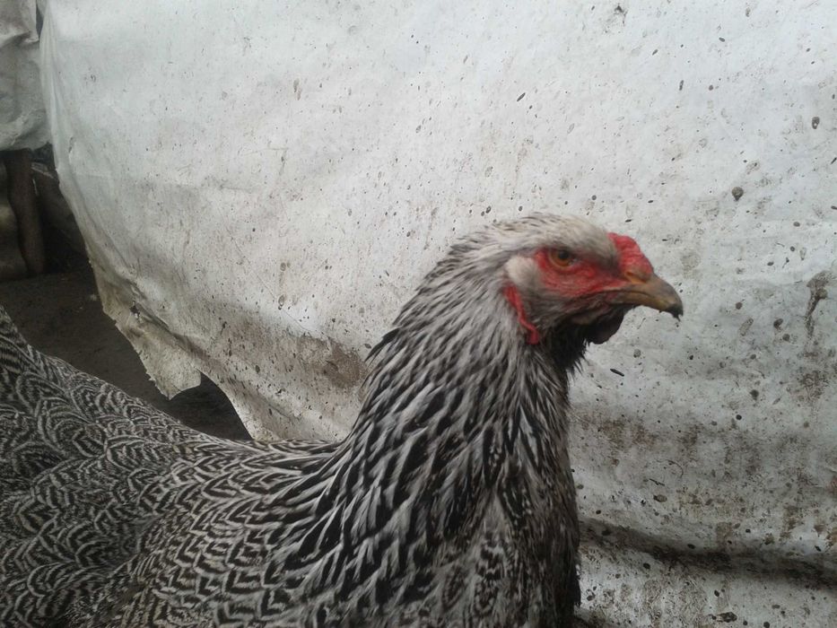 Продам инкубационное яйцо от кур породы Брама Тёмная