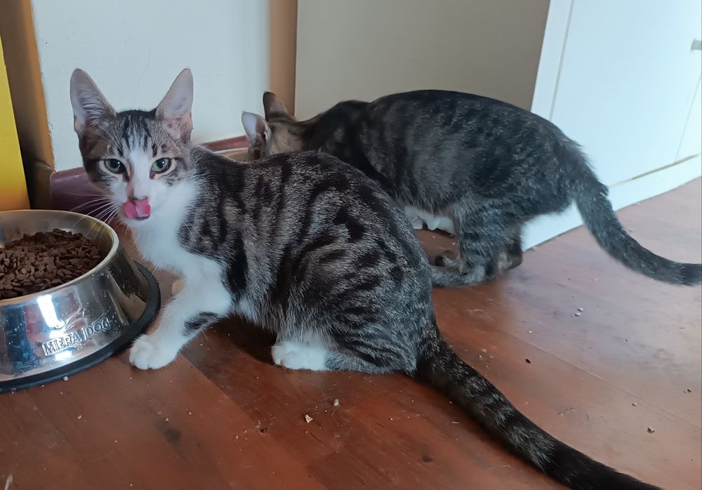 Gatinho macho, com 4 meses, para adoção.