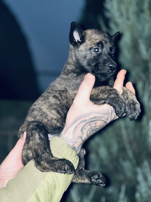 Хердер! Голландская овчарка! Девочка!