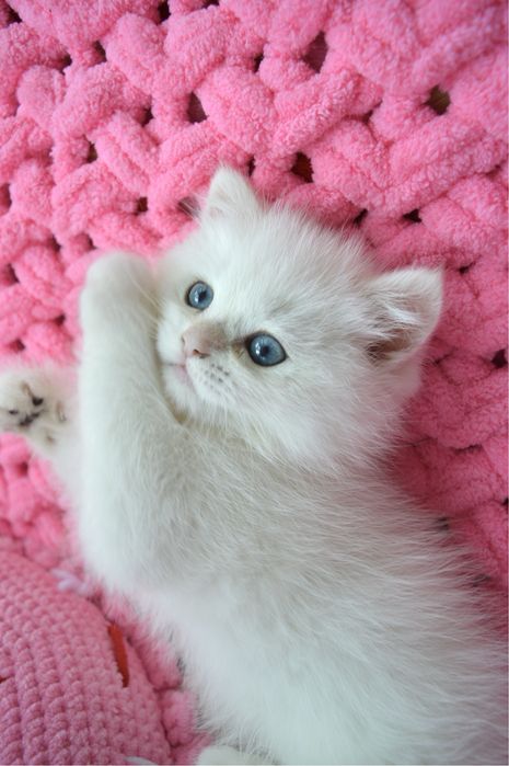 Британские котята золотая шиншилла