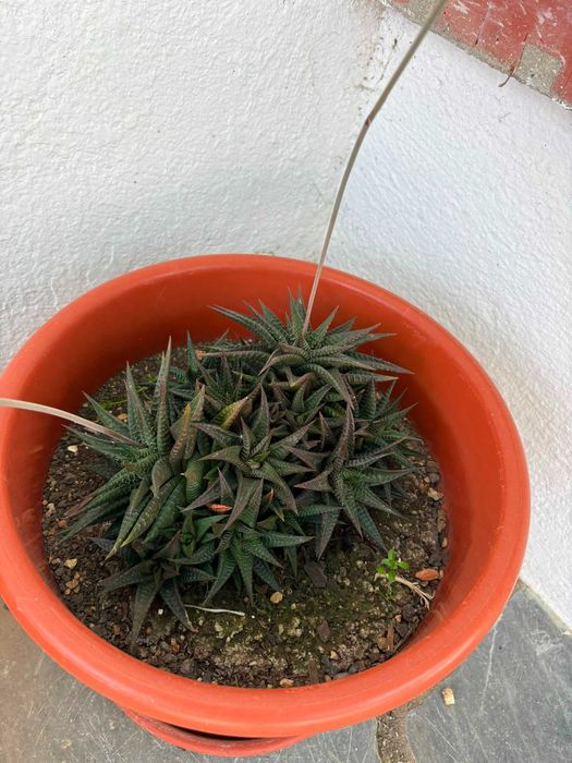Vasos Grandes Plantas Variadas