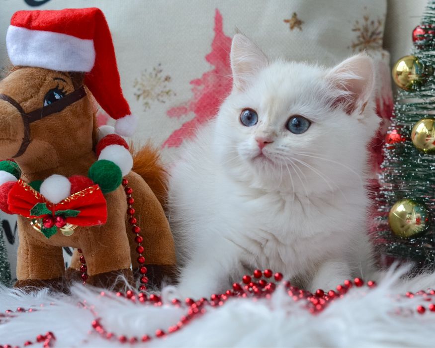 Київ. Блакитноока красуня