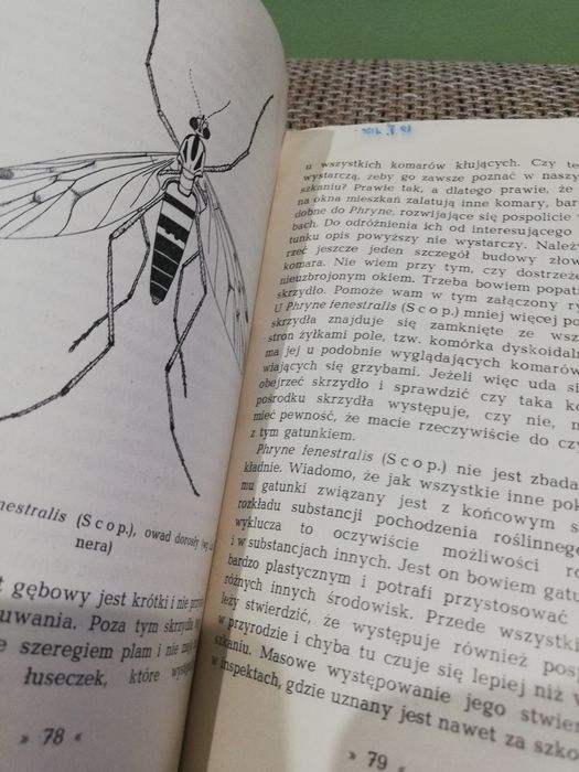 Muchy i człowiek Trojan