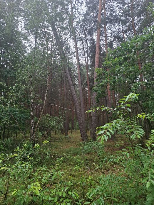 Działka leśna, 1,07 ha, Lubelskie, powiat włodawski