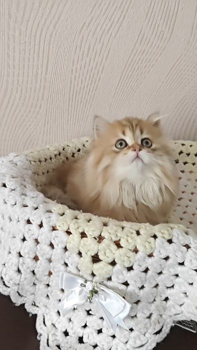 Золота шиншила довгошерстний хлопчик