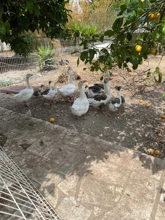 Vendo 14 Gansos adultos e bebés