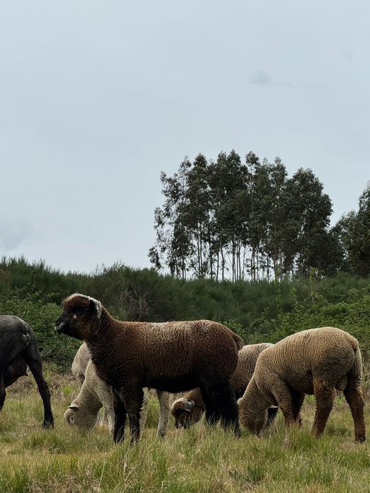 Machos borregos P3 puros